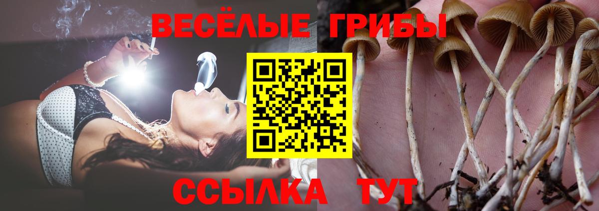 Галлюциногенные грибы Psilocybe  Галлюциногенные грибы прущие грибы  Вход с VPN  Кудрово 